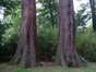 Sequoia géant – Watermael-Boitsfort, Ancien siège de Glaverbel, Chaussée de La Hulpe, 166 –  26 Juillet 2002