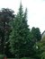 Japanse notenboom – Watermaal-Bosvoorde, Terhulpsesteenweg, 166 –  26 Juli 2002