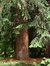 Pin sylvestre – Auderghem, Parc Tenreuken, Avenue du Grand Forestier –  22 Juillet 2002