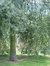 Pyrus salicifolia f. pendula – Watermaal-Bosvoorde, Tenreukenpark, Vorstlaan –  22 Juli 2002