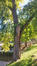 Acer saccharinum var. laciniatum &ndash; St.- Gillis, Louis Moricharplein &ndash;  15 September 2026