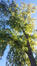 Acer saccharinum var. laciniatum &ndash; St.- Gillis, Louis Moricharplein &ndash;  15 September 2026