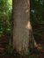 Zomereik – Watermaal-Bosvoorde, Rododendronsdreef –  07 August 2002