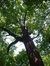 Chêne pédonculé – Watermael-Boitsfort, Drève des Rhododendrons –  07 Août 2002