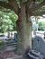 Cerisier du Japon – Woluwé-Saint-Lambert, Avenue du Dernier Repos –  12 Août 2002