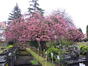 Cerisier du Japon, ,  02 Avril 2024