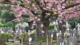 Cerisier du Japon – Woluwé-Saint-Lambert, Avenue du Dernier Repos –  02 Avril 2024