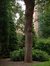 Acer pseudoplatanus f. aureovariegatum – Saint-Gilles, Avenue de la Jonction –  20 Août 2002