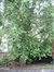 Acer saccharinum var. laciniatum – St.- Pieters - Woluwe, Roger Vandendriesschelaan, 75 –  23 August 2002