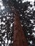 Sequoia géant – Woluwé-Saint-Pierre, Avenue Roger Vandendriessche, 20 –  08 Octobre 2002