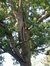 Chêne pédonculé – Woluwé-Saint-Pierre, Clos des Acacias, 6 –  10 Octobre 2002
