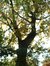 Chêne rouge d'Amérique – Woluwé-Saint-Pierre, Avenue de l'Escrime, 73 –  18 Octobre 2002