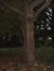 Oosterse amberboom – St.- Pieters - Woluwe, Schermkunstlaan, 65 –  18 Oktober 2002