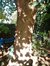 Trompetboom – St.- Pieters - Woluwe, Duizend Meterlaan, 80 –  24 Oktober 2002