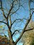 Japanse honingboom – St.- Pieters - Woluwe, Alfred Madouxlaan, 34 –  28 Oktober 2002