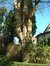 Gewone acacia – St.- Pieters - Woluwe, Paulalaan, 23 –  28 Oktober 2002