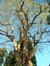Gewone acacia – St.- Pieters - Woluwe, Paulalaan, 23 –  28 Oktober 2002
