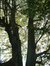 Chêne sessile – Woluwé-Saint-Pierre, Val des Perdreaux, 1 –  28 Octobre 2002