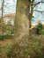 Chêne pédonculé – Woluwé-Saint-Pierre, Clos du Manoir –  04 Novembre 2002