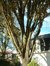 Chêne pédonculé – Woluwé-Saint-Pierre, Avenue des Cactus, 26 –  06 Novembre 2002