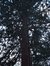 Sequoia géant – Bruxelles, Jardin de l'hôtel Empain, Avenue Franklin Roosevelt, 67 –  13 Décembre 2002
