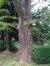 Japanse notenboom – Elsene, Abdijstraat, 26 –  29 April 2003