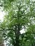 Chêne de Hongrie – Woluwé-Saint-Pierre, Avenue de Tervueren, 361 –  06 Mai 2003