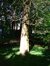 Japanse notenboom – Etterbeek, Park van het Sint-Michielskollege, Sint-Michielslaan, 24-26 –  07 Mei 2003