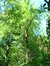 Japanse notenboom – Etterbeek, Park van het Sint-Michielskollege, Sint-Michielslaan, 24-26 –  07 Mei 2003