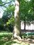 Chêne rouge d'Amérique – Etterbeek, Boulevard Saint-Michel, 24-26 –  07 Mai 2003
