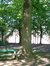 Chêne rouge d'Amérique – Etterbeek, Boulevard Saint-Michel, 24-26 –  07 Mai 2003