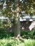 Acer platanoides f. schwedleri – St.- Pieters - Woluwe, Park van het Sint-Michielskollege, Sint-Michielslaan, 24 –  07 Mei 2003