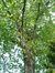 Chêne rouge d'Amérique – Etterbeek, Rue Père Eudore Devroye, 29 –  07 Mai 2003