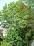 Acer pseudoplatanus f. aureovariegatum