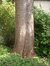 Acer pseudoplatanus f. aureovariegatum – Etterbeek, Sint-Michielslaan, 11 –  08 Mei 2003