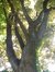 Erable sycomore – Forest, Avenue Van Volxem, 179 –  13 Mai 2003