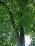 Tilleul à larges feuilles – Forest, Avenue Van Volxem, 179 –  13 Mai 2003