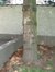 Pinus strobus – Etterbeek, Veldlaan, 129 –  16 Mei 2003