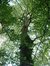 Acer pseudoplatanus f. aureovariegatum – Brussel, Louizalaan, 423 –  06 Juni 2003