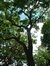 Quercus sp – Elsene, Buchholtzpark, Amerikaanse Straat –  11 Juni 2003