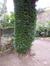Venijnboom – Elsene, Buchholtzpark, Amerikaanse Straat –  11 Juni 2003