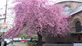 Cerisier du Japon, ,  05 Avril 2024