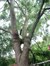 Japanse honingboom – Elsene, Lakenweversstraat, 46 –  19 Juni 2003