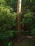 Japanse notenboom – Watermaal-Bosvoorde, Léopold Wienerlaan, 87 –  24 Juni 2003