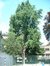 Japanse notenboom