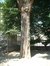 Japanse notenboom – Elsene, Mercelisstraat, 32 –  26 Juni 2003