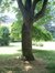 Hemelboom – Elsene, Tuin van de oeuvre du calvaire, Limaugestraat, 14a-c –  27 Juni 2003