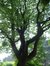 Hemelboom – Elsene, Tuin van de oeuvre du calvaire, Limaugestraat, 14a-c –  27 Juni 2003