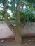 Japanse notenboom – Elsene, Vleurgatse Steenweg, 84 –  07 Juli 2003