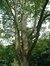 Acer platanoides f. crispum – Watermaal-Bosvoorde, Aartshertogensquare –  09 Juli 2003